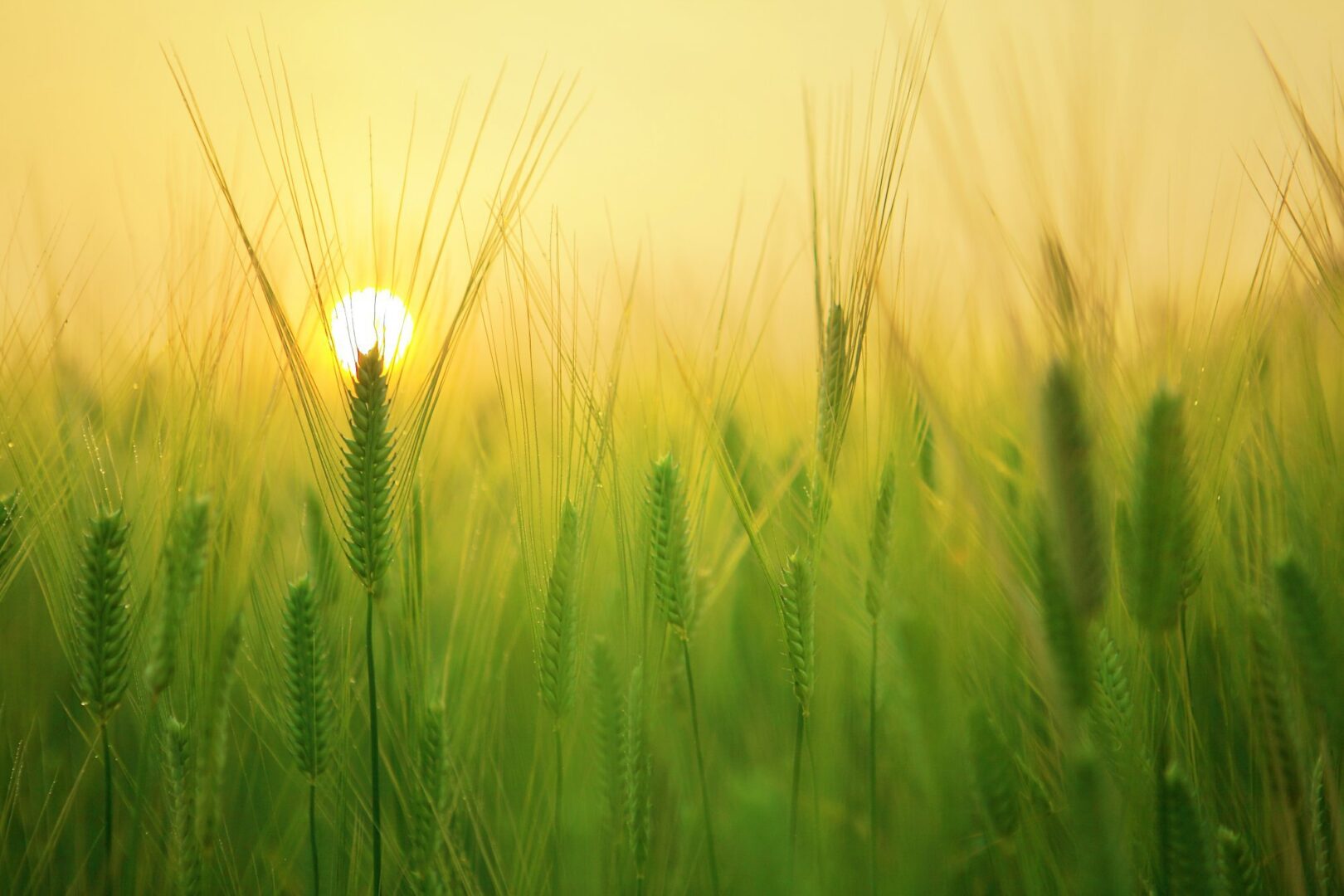 A field of green grass with the sun setting in the background.